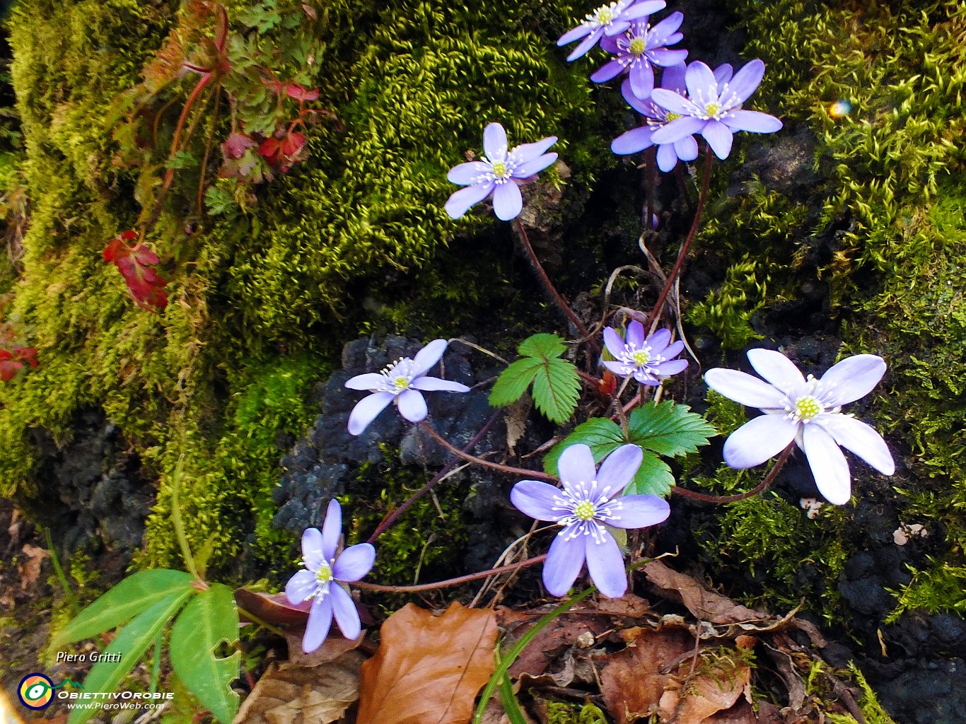 76 Composizione floreale naturale.JPG